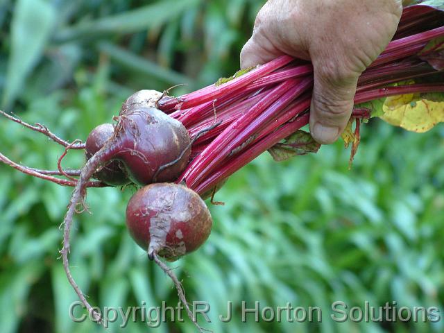 Beetroot hand_3